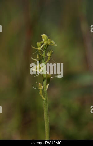 Orchidée Liparis loeselii (fen) Banque D'Images