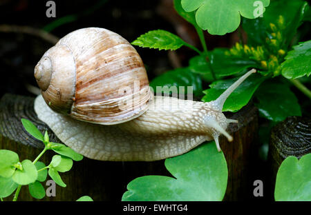 L'escargot (Helix pomatia) fait son chemin par un jardin à Oberhausen, Allemagne, 22 juin 2015. Ils sont particulièrement mobiles au doux et humide, ce qui est idéal pour les escargots. Il peut atteindre des vitesses maximales allant jusqu'à 7 cm par minute (0,0042 km/h). Photo : Roland Weihrauch/dpa Banque D'Images