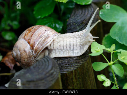 Oberhausen, Allemagne. 22 Juin, 2015. L'escargot (Helix pomatia) fait son chemin par un jardin à Oberhausen, Allemagne, 22 juin 2015. Ils sont particulièrement mobiles au doux et humide, ce qui est idéal pour les escargots. Il peut atteindre des vitesses maximales allant jusqu'à 7 cm par minute (0,0042 km/h). Photo : Roland Weihrauch/dpa/Alamy Live News Banque D'Images