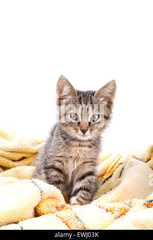 Petit Chaton gris regarder caméra sur une couverture jaune doux Banque D'Images