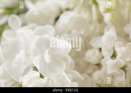 Macro photo de fleurs lilas blanc Banque D'Images