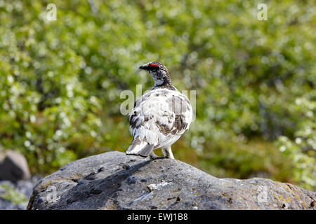 Lagopède alpin Lagopus mutus mâle en plumage de printemps l'Islande Banque D'Images