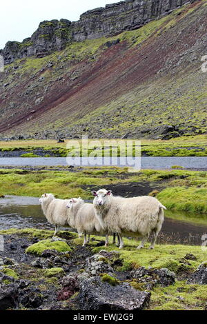 Mouton islandais sur champ de lave Banque D'Images