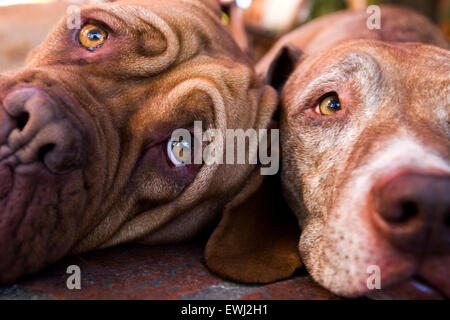 Close up de deux chiens très expressifs visages fixant les uns à côté des autres Banque D'Images