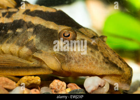 Vue détaillée de suckermouthfish la tête dans l'aquarium. Banque D'Images