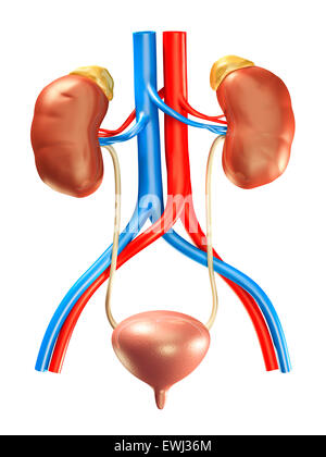 Les reins, les glandes surrénales, la vessie et les artères, médicale 3D illustration isolé sur fond blanc Banque D'Images