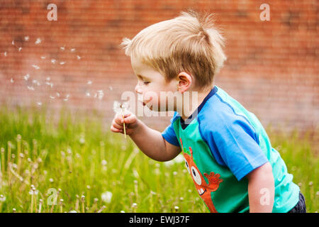Boy Blowing Dandelion Banque D'Images