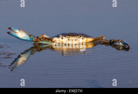 Crabe bleu de l'Atlantique (Callinectes sapidus) dans les eaux peu profondes du marais salé au lever du soleil, Galveston, Texas, États-Unis. Banque D'Images