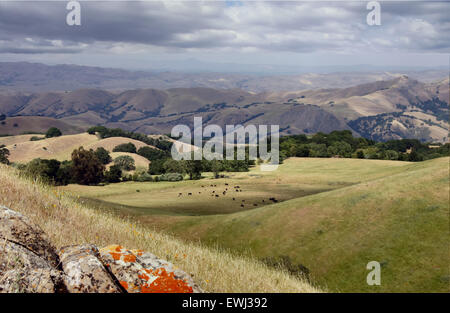 Sunol Regional Wilderness près de Pleasanton, comté d'Alameda, Californie, USA. Banque D'Images