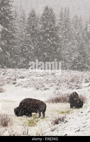 Une paire de bison d'Amérique à se nourrir dans une tempête de neige de printemps. Banque D'Images