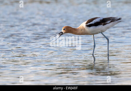 L'avocette d'Amérique (Recurvirostra americana) qui se nourrissent de petits poissons dans les marais de marée le long de la mer, Galveston, Texas, États-Unis. Banque D'Images