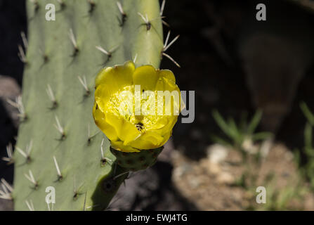 Cactus, Opuntia, fleurit dans le désert de Sonora, en Arizona Banque D'Images