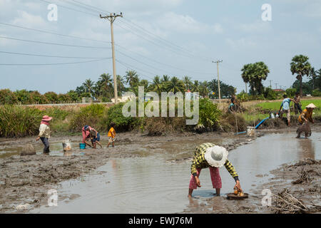 La capture de poissons de manière traditionnelle pendant la saison sèche, au Cambodge, en Asie. Banque D'Images