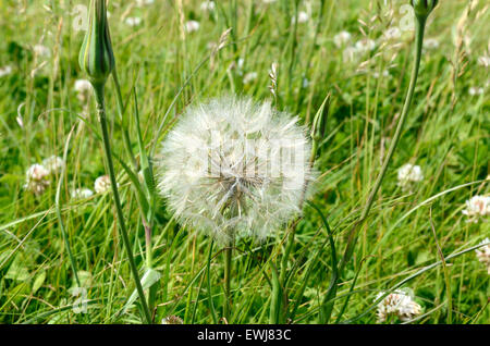 Barbe ou salsifis Tragopogon dubius seed head Banque D'Images