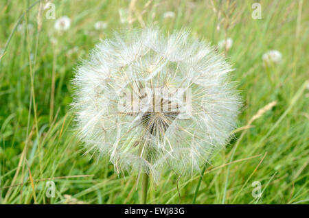 Barbe ou salsifis Tragopogon dubius seed head Banque D'Images