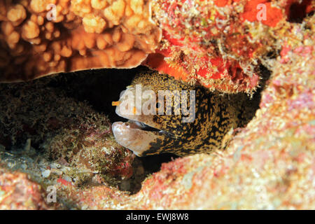 Murène flocon (Echidna Nebulosa, aka assombries Moray), de l'Ari Atoll, Maldives Banque D'Images