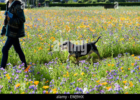 Brighton, UK. 27 Juin, 2015. Une jeune femme et son chien un Basset Bleu de Gascogne profitez de la belle température estivale dans la fleur sauvage Preston Park Meadows à Brighton tôt ce matin, c'est la deuxième année d'un mélange de fleurs sauvages ont été semées sur deux vieux de boules par le conseil de ville offrant un habitat et de la nourriture pour les abeilles , les papillons et autres insectes Crédit : Simon Dack/Alamy Live News Banque D'Images