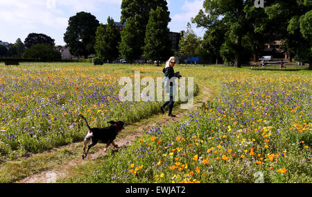 Brighton, UK. 27 Juin, 2015. Une jeune femme et son chien un Basset Bleu de Gascogne profitez de la belle température estivale dans la fleur sauvage Preston Park Meadows à Brighton tôt ce matin, c'est la deuxième année d'un mélange de fleurs sauvages ont été semées sur deux vieux de boules par le conseil de ville offrant un habitat et de la nourriture pour les abeilles , les papillons et autres insectes Crédit : Simon Dack/Alamy Live News Banque D'Images