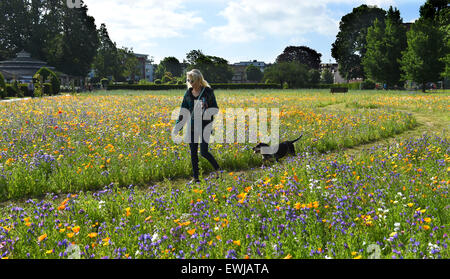 Brighton, UK. 27 Juin, 2015. Une jeune femme et son chien un Basset Bleu de Gascogne profitez de la belle température estivale dans la fleur sauvage Preston Park Meadows à Brighton tôt ce matin, c'est la deuxième année d'un mélange de fleurs sauvages ont été semées sur deux vieux de boules par le conseil de ville offrant un habitat et de la nourriture pour les abeilles , les papillons et autres insectes Banque D'Images