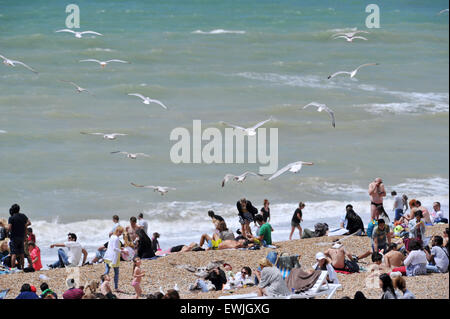 Brighton, UK. 27 Juin, 2015. - Les mouettes s'abattent sur la foule qui profiter du beau temps sur la plage de Brighton aujourd'hui Banque D'Images