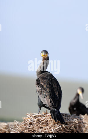 Grand Cormoran assis sur l'ancien nid Banque D'Images