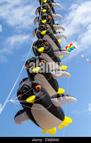 Kitesports à Morecambe, Lancashire, UK 27 Juin, 2015. Prise au vent Kite Festival, y compris une ligne de penquin kites, un festival annuel sur le front de mer de Morecambe, quand pour l'ensemble de la journée le ciel est plein d'animaux les plus spectaculaires de formes, de couleurs et de créations. Les étaient une seule ligne show cerfs-volants de toutes sortes et tailles, y compris un grand manchot volant gonflable. Banque D'Images