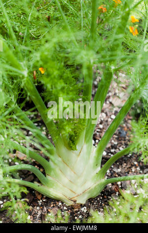 Zeta Fino fenouil dans la masse (Foeniculum vulgare) - USA Banque D'Images