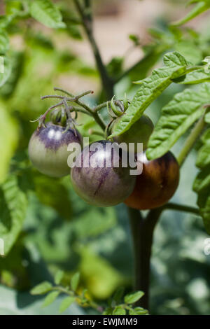 Les tomates non mûres de cerise Indigo gouttes sur vine Banque D'Images