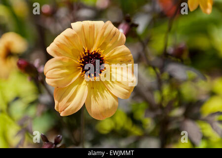 Dahlia 'Mystic' Illusion hybride - USA Banque D'Images