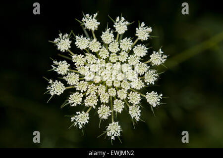 Fleurs de la berce du Caucase (Heracleum mantegazzianum) - USA Banque D'Images