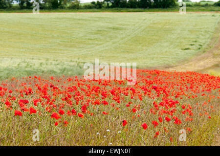 Un patch de coquelicots rouges sur le bord d'un champ près de Amberley dans West Sussex. La marge sur le terrain est une bande de terre mise de côté Banque D'Images