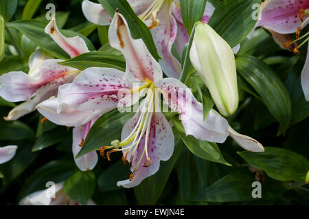 Fleur de lys Oriental Mona Lisa (Lilium) Banque D'Images