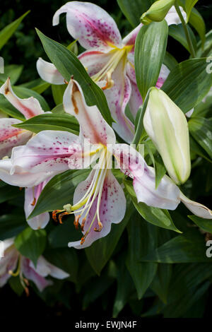 Fleur de lys Oriental Mona Lisa (Lilium) Banque D'Images