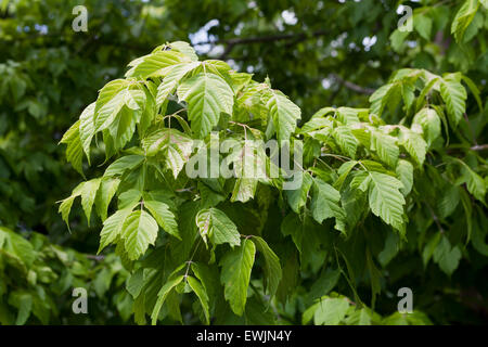 Kelly's Gold box elder de feuilles d'arbres (Acer negundo) - USA Banque D'Images