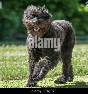 Bouvier des Flandres chien qui court Banque D'Images