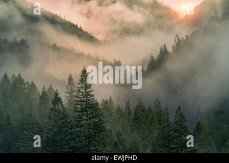 Lever du soleil à travers le brouillard dans les montagnes près de Opal Creek, Oregon Banque D'Images