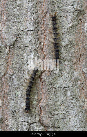 Les chenilles de la spongieuse, Lymantria dispar, sur tronc d'arbre, NJ, l'est de N.A. Banque D'Images