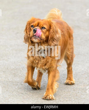 De couleur marron Cavalier King Charles Spaniel, debout avec sa langue. Banque D'Images