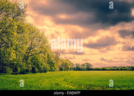 Arbres sur un champ avec dark thunder nuages dans l'air Banque D'Images