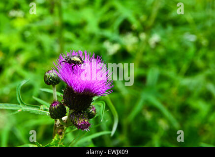 Coléoptère hanneton sur fleur de chardon. Les fleurs et les insectes au début de l'été. Banque D'Images