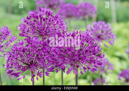 L'allium fleurs violettes (oignon) sur fond naturel floue de près. Banque D'Images