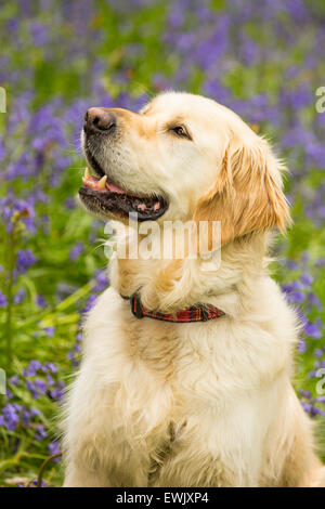 Un Golden Retriever dog en jacinthes en bois près de Ambleside Knotts Jiffy, Lake District, UK. Banque D'Images