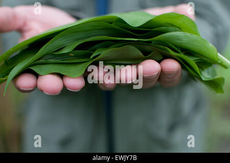 L'ail des feuilles dans les mains Banque D'Images