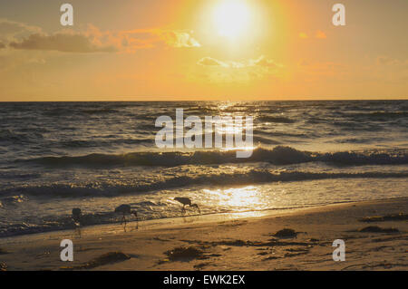 Bradenton Beach, Floride, États-Unis. 27 juin 2015. Coucher de soleil sur le golfe. Ibis en premier plan Banque D'Images