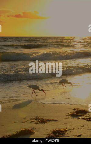 Bradenton Beach, Floride, États-Unis. 27 juin 2015. Coucher de soleil sur le golfe. Ibis en premier plan Banque D'Images