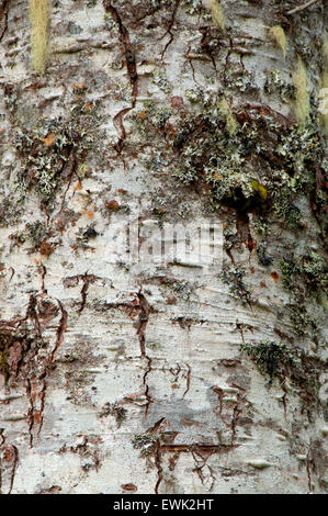 Le sapin gracieux, Mt Hood National Forest, Virginia Banque D'Images