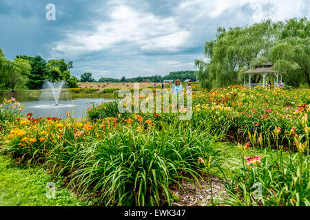 Corryton, Tennessee, USA. 27 Juin, 2015. Journée annuelle Oaks Farm, Corryton, USA. Crédit : Marc Griffin/Alamy Live News Banque D'Images