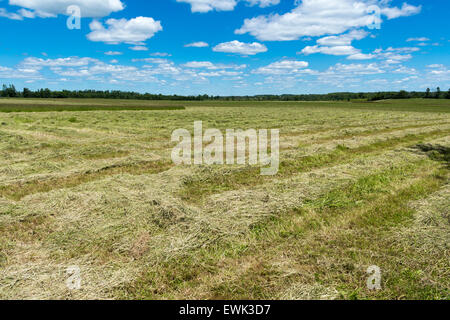 Winrows du foin fraîchement coupé se situent dans un champ agricole à Cambray, Lindsay, Kawartha Lakes (Ontario) Banque D'Images