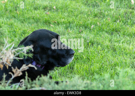 Vieux Labrador noir posé sur la pelouse. Head shot. Banque D'Images