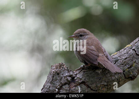 Cettis, paruline cetti Cettia, seul oiseau sur la branche, Majorque, Juin 2015 Banque D'Images